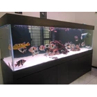 aquarium & Accessories for arowana and predator fish 8