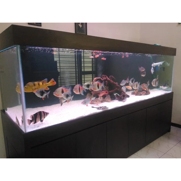 aquarium & Accessories for arowana and predator fish