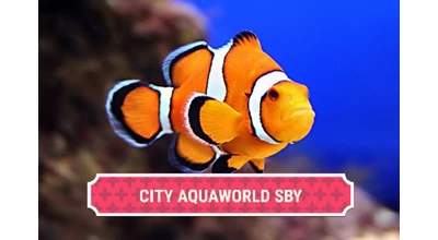 Logo Toko City Aquaworld Surabaya